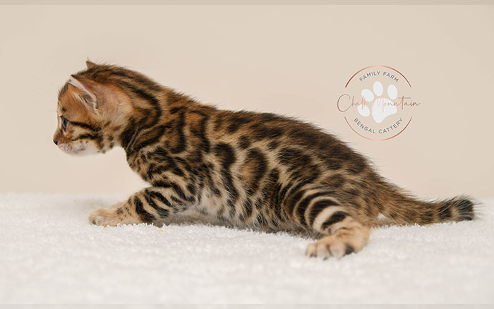 Bengal kitten for sale